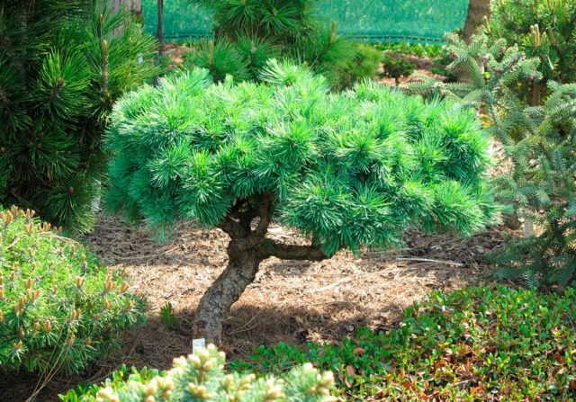 Dwarf conifers