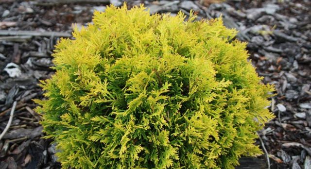 Dwarf conifers