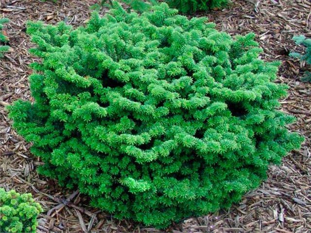 Dwarf conifers