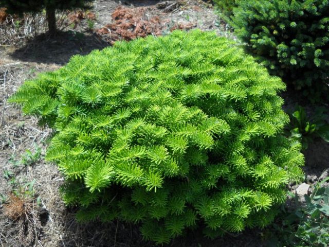 Dwarf conifers