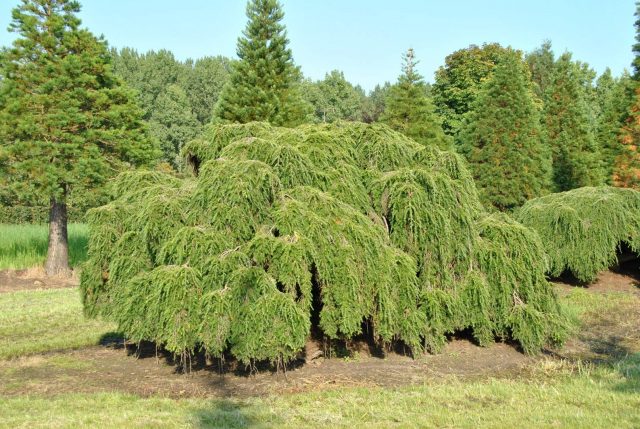 Dwarf conifers