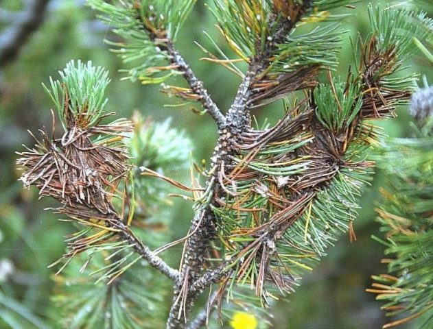 Dwarf conifers