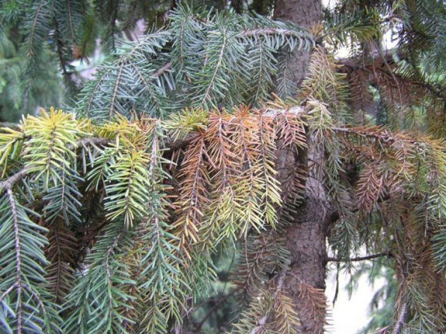 Dwarf conifers