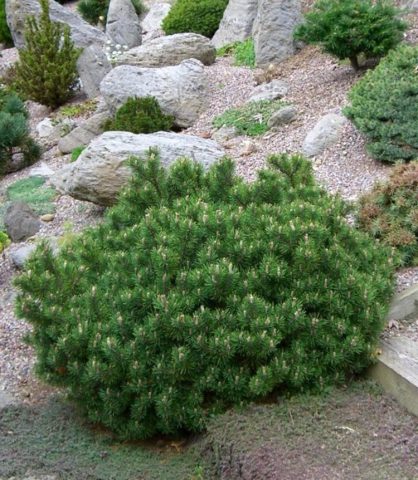 Dwarf conifers