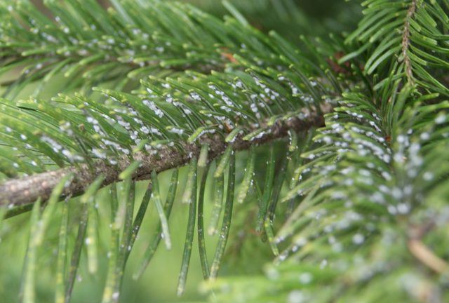 Dwarf conifers