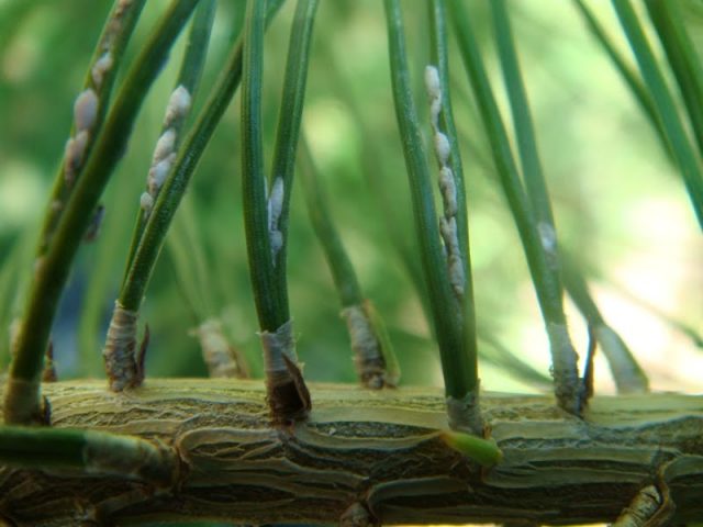 Dwarf conifers