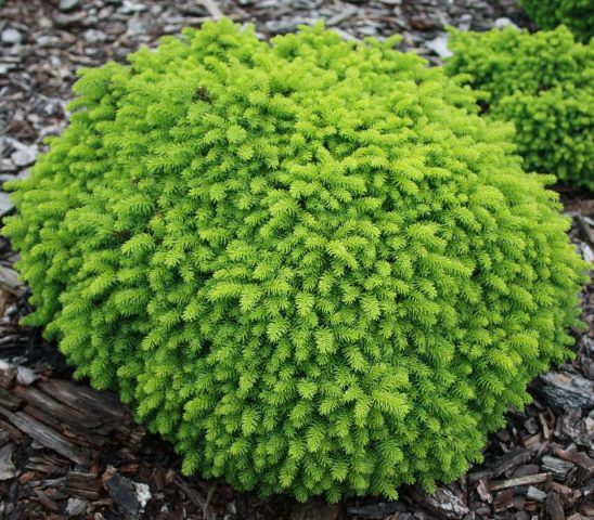 Dwarf conifers