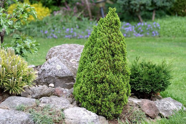 Dwarf conifers