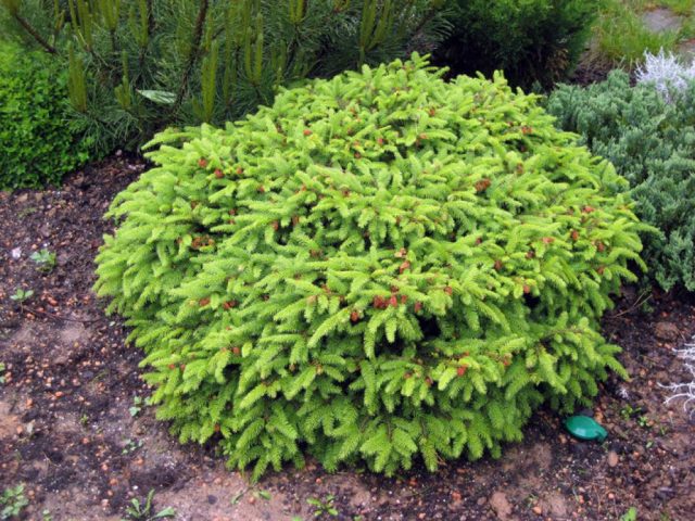 Dwarf conifers