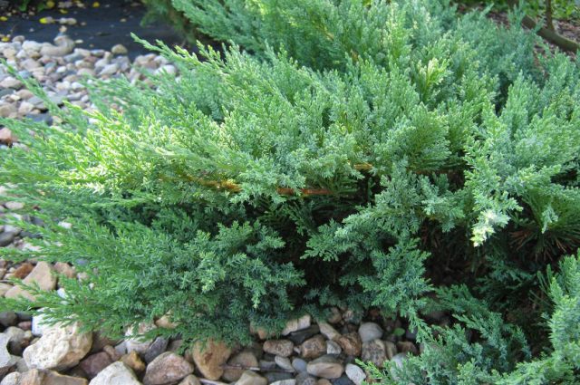 Dwarf conifers