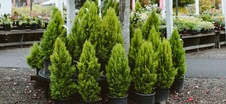 Dwarf conifers