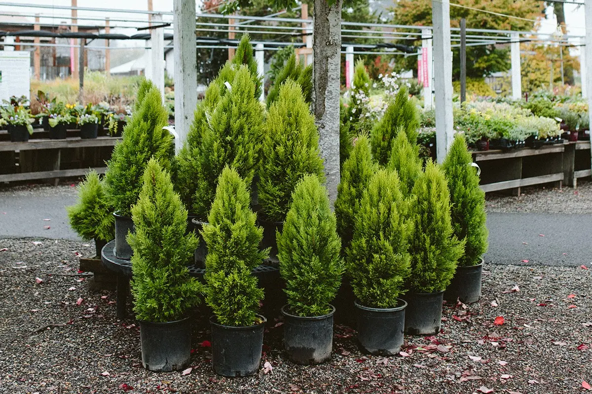 Dwarf conifers