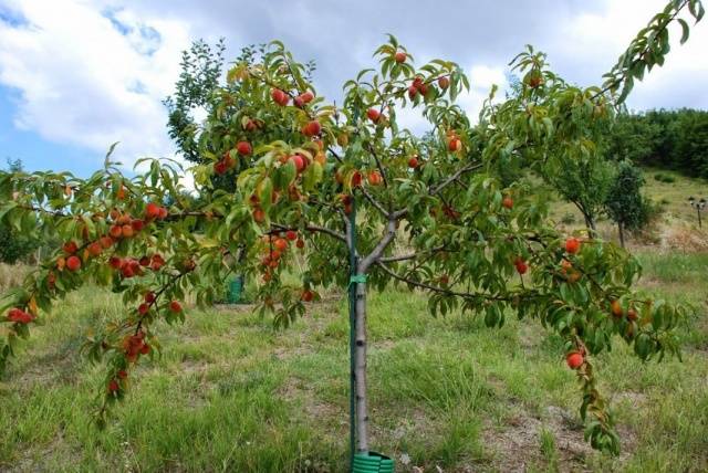 Dwarf fruit trees for the garden