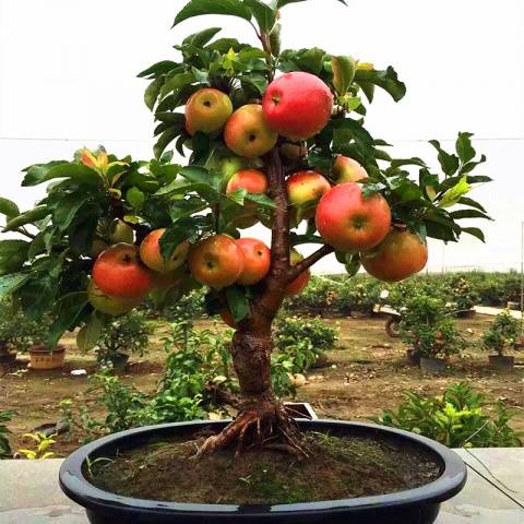 Dwarf fruit trees for the garden