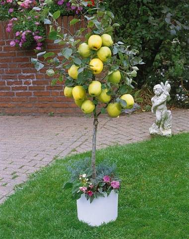 Dwarf fruit trees for the garden