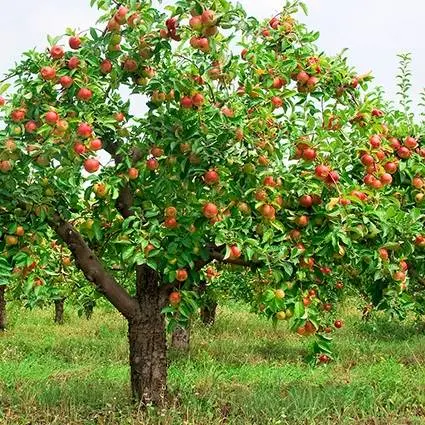 Dwarf fruit trees for the garden