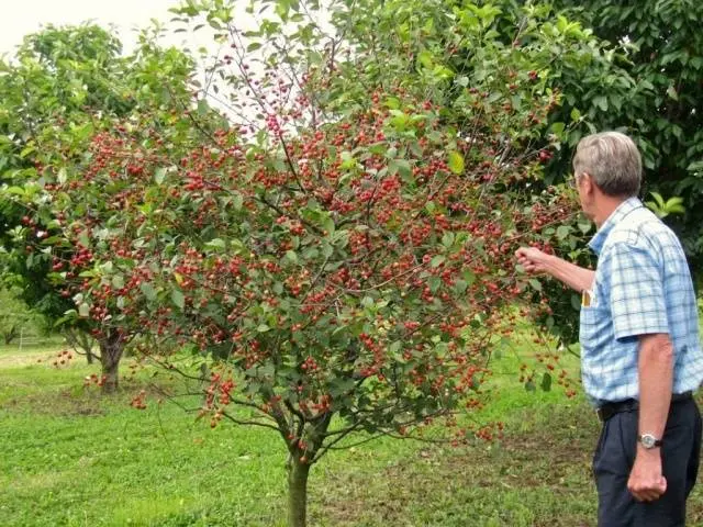 Dwarf fruit trees for the garden