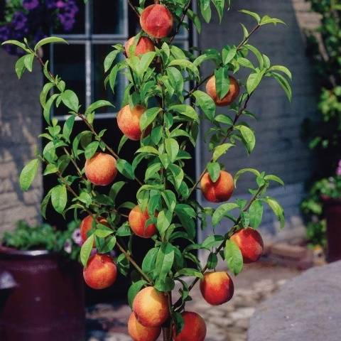 Dwarf fruit trees for the garden