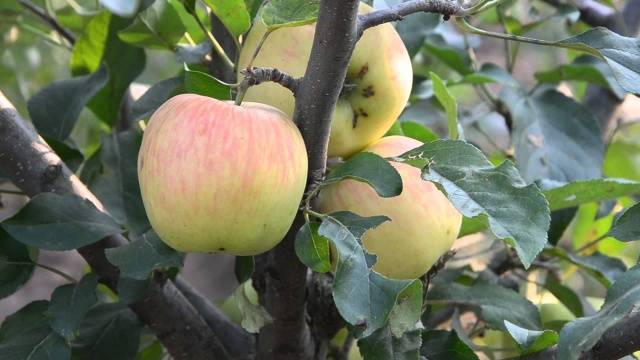 Dwarf fruit trees for the garden