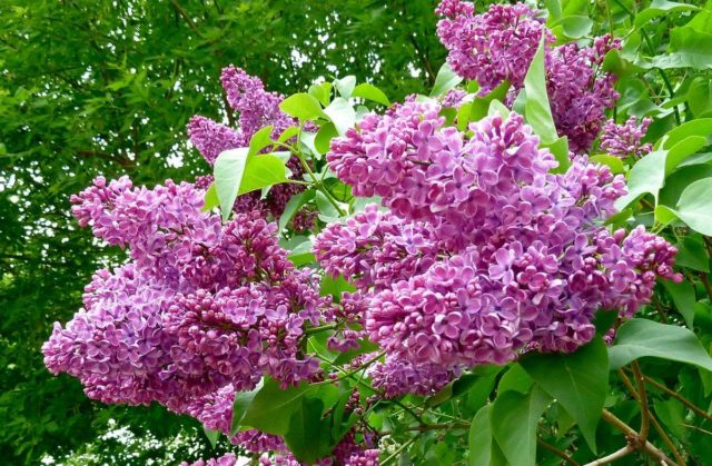 Dwarf Persian lilac