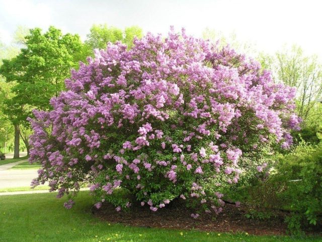 Dwarf Persian lilac