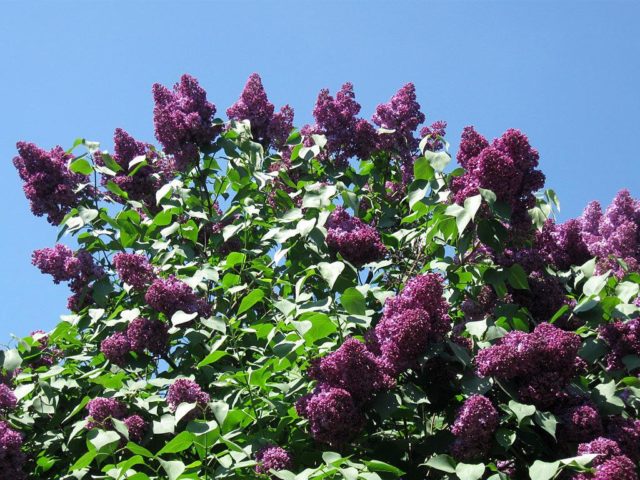 Dwarf Persian lilac