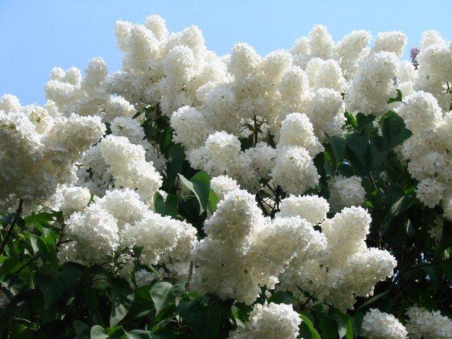 Dwarf Persian lilac