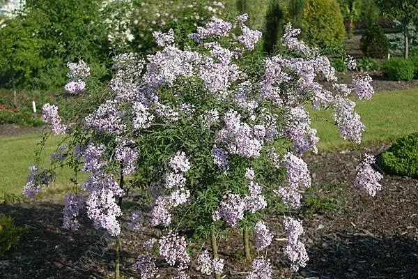 Dwarf Persian lilac