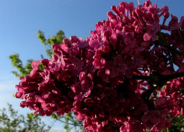 Dwarf Persian lilac