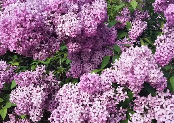 Dwarf Persian lilac