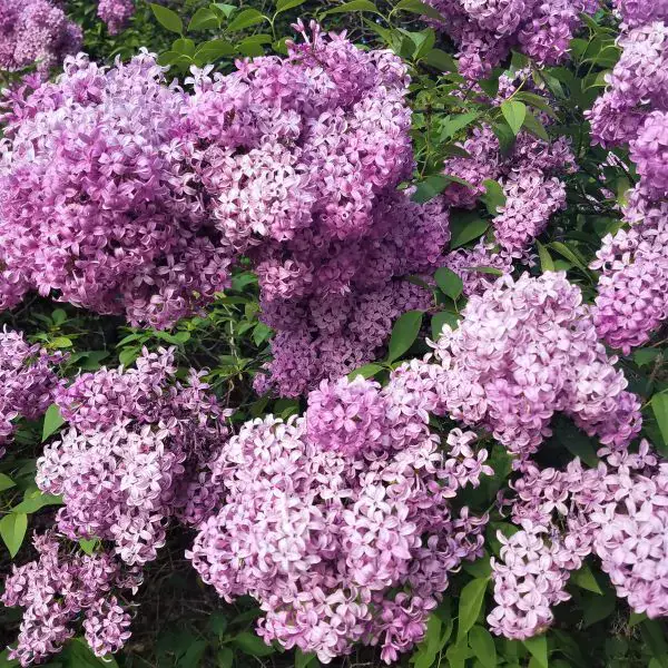 Dwarf Persian lilac