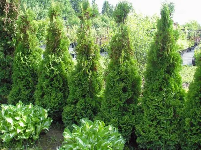 Dwarf thuja Holmstrup (Holmstrup): description, photos, reviews