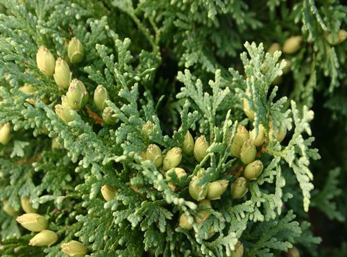 Dwarf thuja Holmstrup (Holmstrup): description, photos, reviews