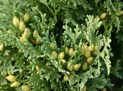 Dwarf thuja Holmstrup (Holmstrup): description, photos, reviews