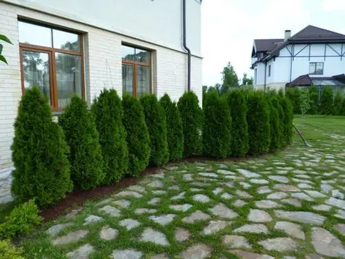 Dwarf thuja Holmstrup (Holmstrup): description, photos, reviews