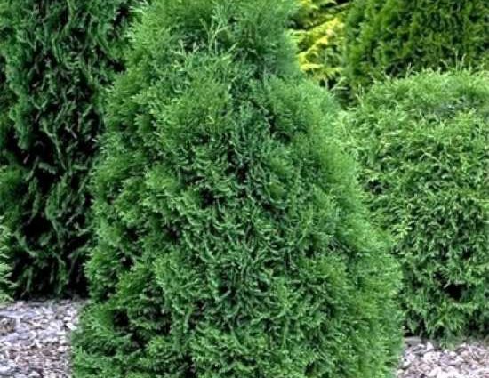 Dwarf thuja Holmstrup (Holmstrup): description, photos, reviews