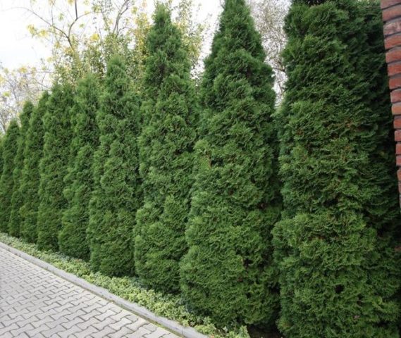 Dwarf thuja Holmstrup (Holmstrup): description, photos, reviews