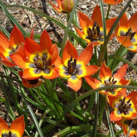 Dwarf tulip: in the Red Book or not, description, planting and care