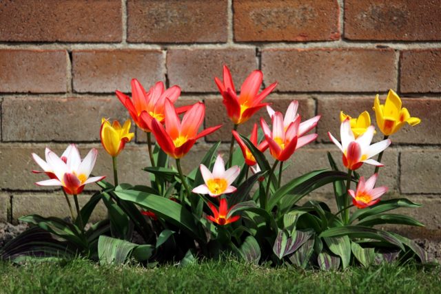 Dwarf tulip: in the Red Book or not, description, planting and care