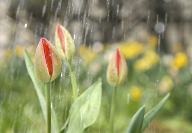 Dwarf tulip: in the Red Book or not, description, planting and care