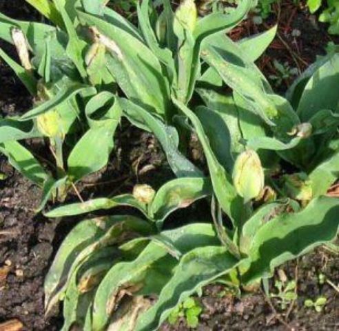 Dwarf tulip: in the Red Book or not, description, planting and care