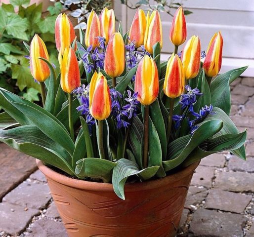 Dwarf tulip: in the Red Book or not, description, planting and care