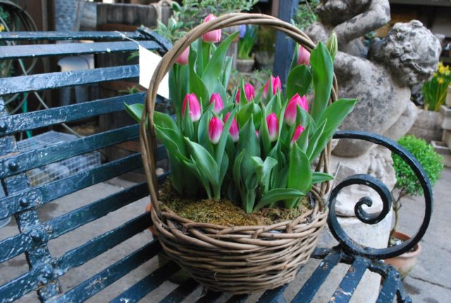 Dwarf tulip: in the Red Book or not, description, planting and care