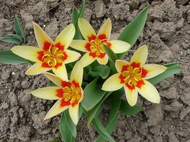 Dwarf tulip: in the Red Book or not, description, planting and care