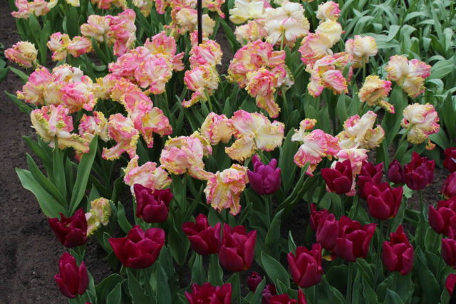 Dwarf tulip: in the Red Book or not, description, planting and care