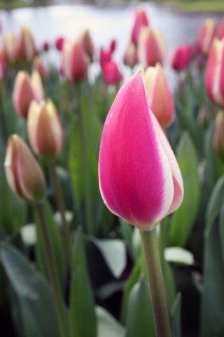 Dwarf tulip: in the Red Book or not, description, planting and care