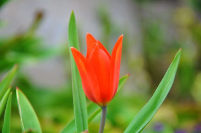 Dwarf tulip: in the Red Book or not, description, planting and care