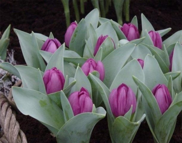 Dwarf tulip: in the Red Book or not, description, planting and care