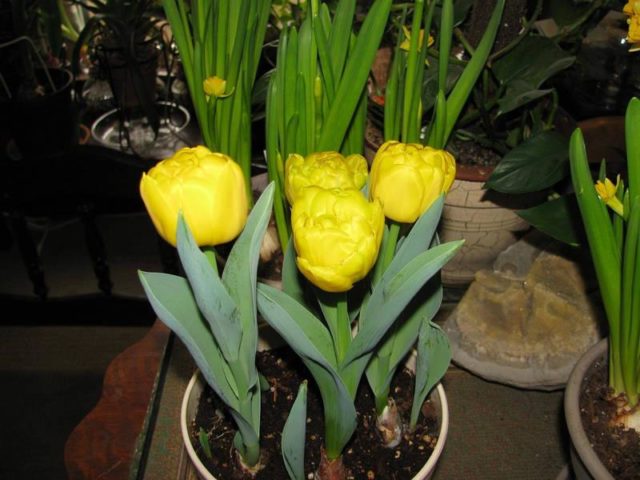 Dwarf tulip: in the Red Book or not, description, planting and care