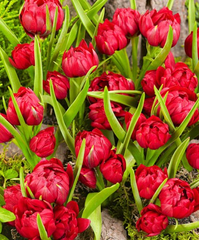 Dwarf tulip: in the Red Book or not, description, planting and care